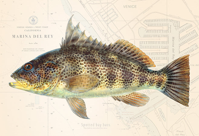 Spotted Bay Bass