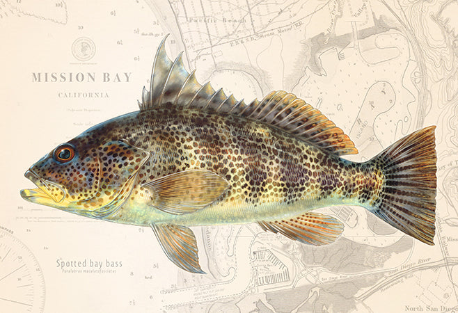 Spotted Bay Bass
