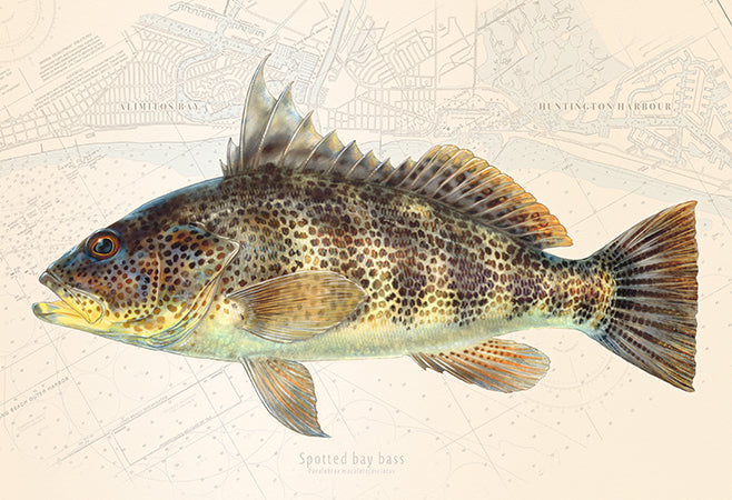 Spotted Bay Bass