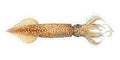 Squid - 8.5"
