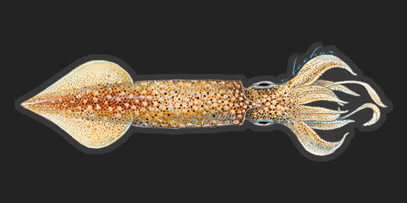 Squid - 8.5"