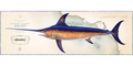 Swordfish