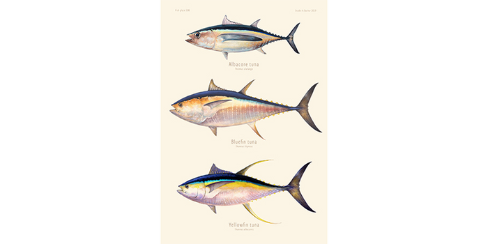 Tuna - Albacore, Bluefin, Yellowfin Artist Print 308