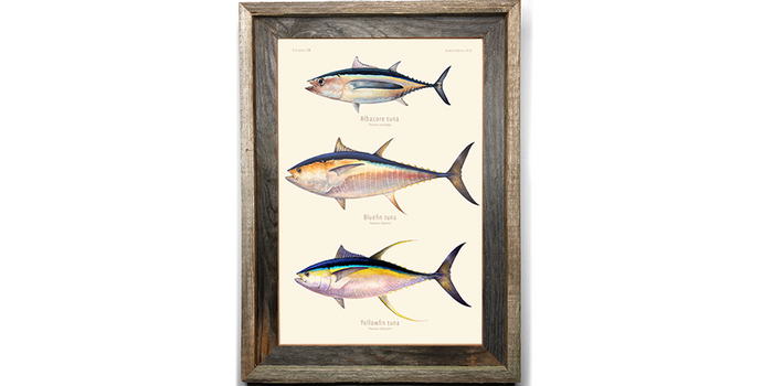 Tuna - Albacore, Bluefin, Yellowfin Artist Print 308