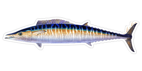 Wahoo - 9"