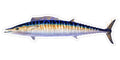 Wahoo - 9"