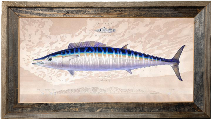 Wahoo over Cerralvo, Baja