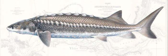 White Sturgeon