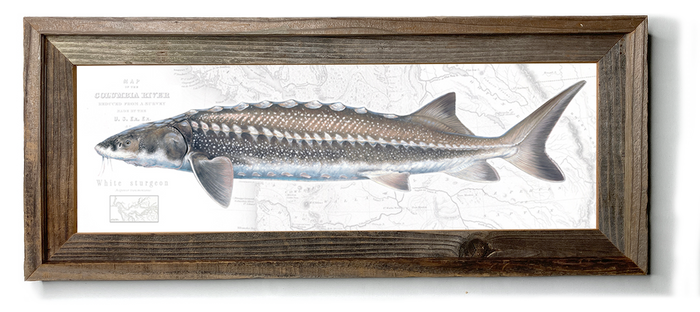 White Sturgeon