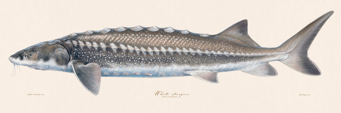 White Sturgeon