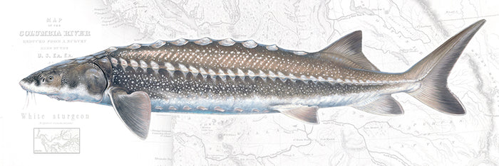 White Sturgeon