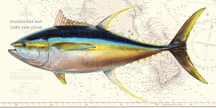 Yellowfin Tuna