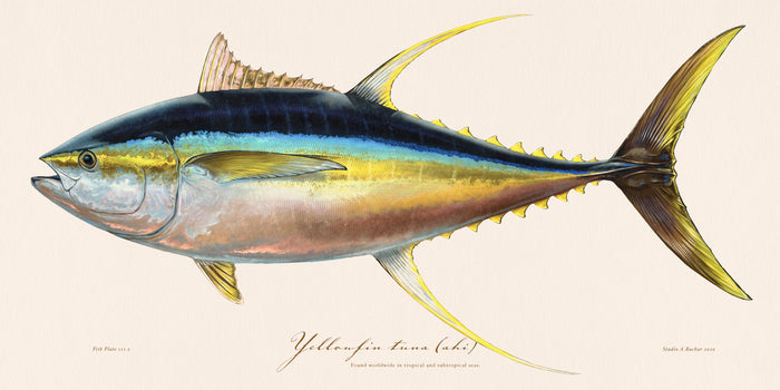 Yellowfin Tuna