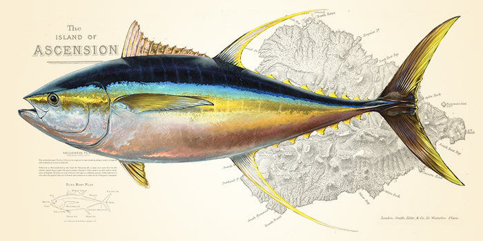 Yellowfin Tuna