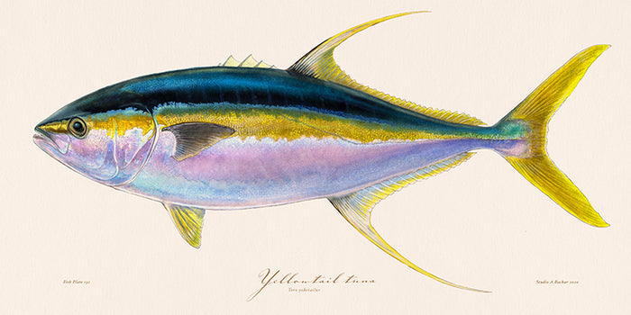 Yellowtail Tuna Illustration 131