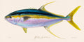Yellowtail Tuna Illustration 131