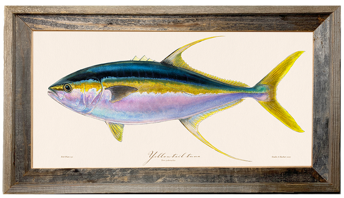 Yellowtail Tuna Illustration 131